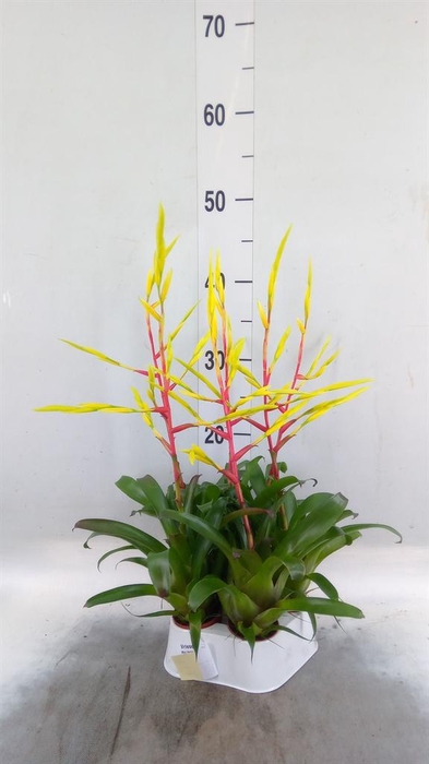 <h4>Vriesea   ...</h4>
