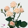 Rosa spray jana