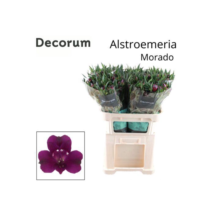 <h4>ALSTR MORADO</h4>