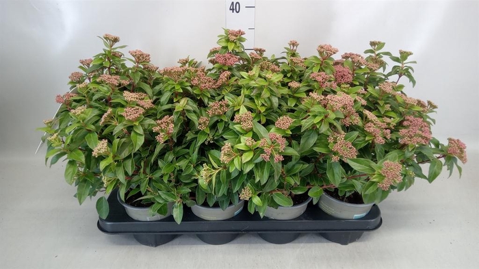 <h4>Viburnum tinus</h4>