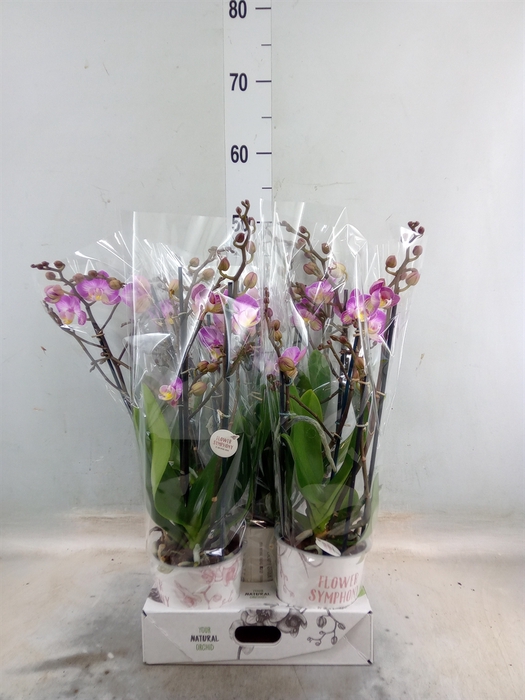 <h4>Phalaenopsis  'Sunca Pula'</h4>