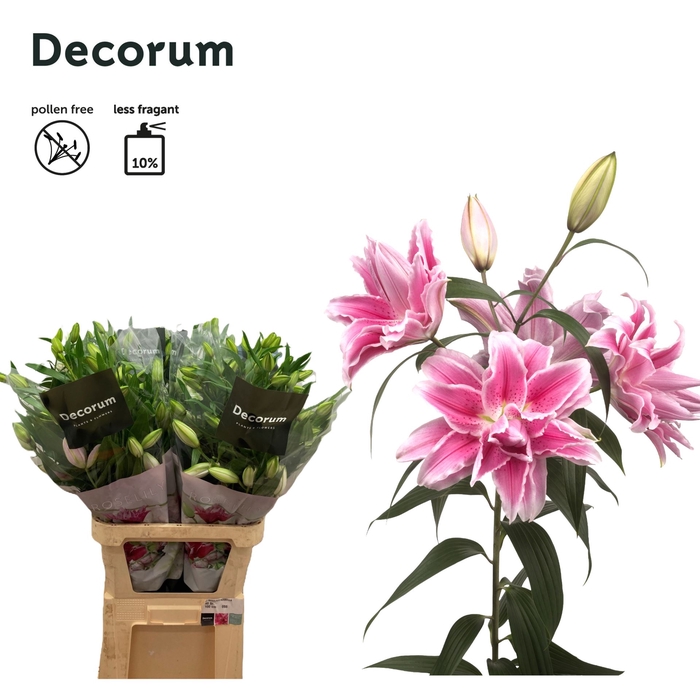 <h4>LILIUM ORI. DB 'ROSELILY ISABELLA'</h4>
