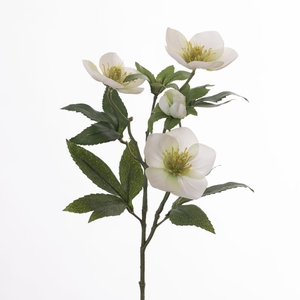 AF Helleborus L47cm White