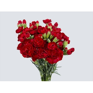 CRAVO SPRAY PIAFF 060 CM VERMELHO