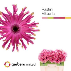 Ge Kv Pastini Vittoria