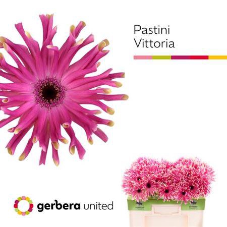 <h4>Ge Kv Pastini Vittoria</h4>