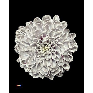 Chr T Altaj Roulette