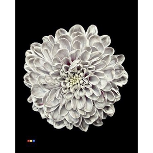 Chr T Altaj Roulette