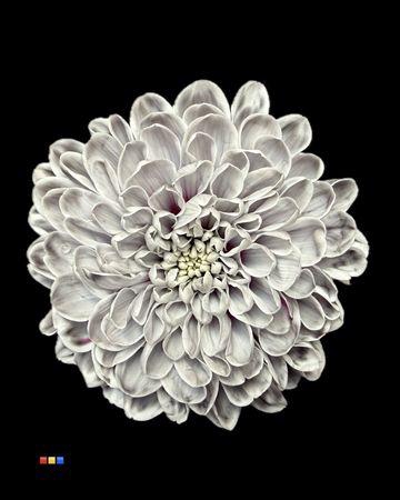 <h4>Chr T Altaj Roulette</h4>