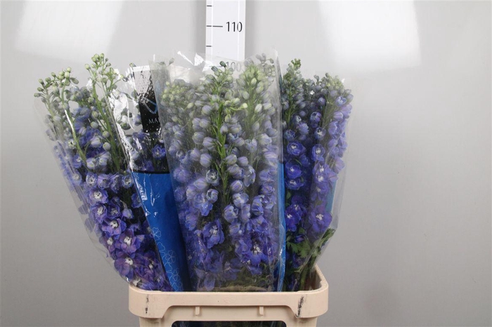<h4>Delph Du Guard Blue</h4>