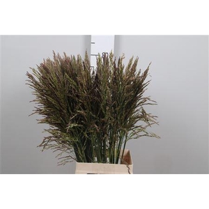 Panic Mi Umbrella Dark