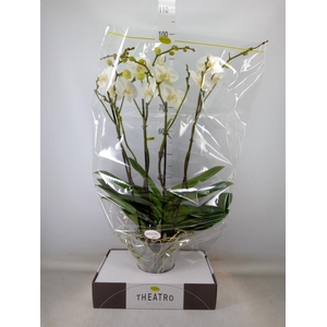 Phalaenopsis   ...white