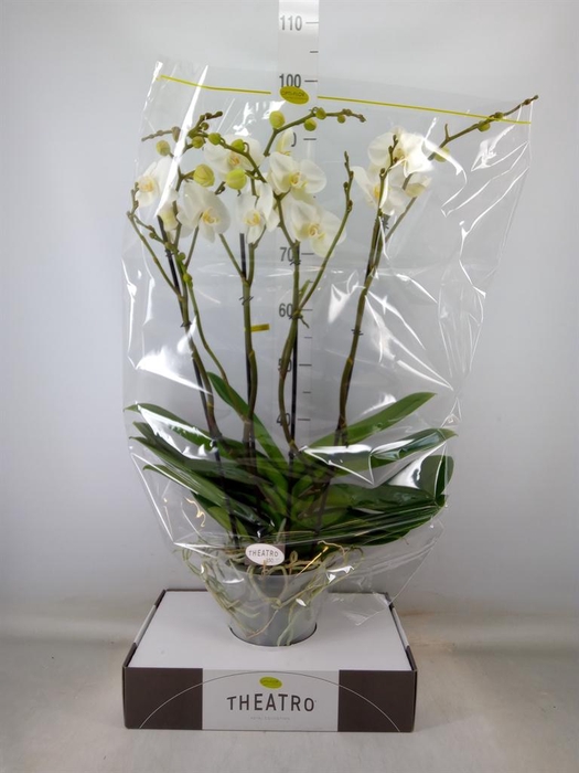 <h4>Phalaenopsis   ...white</h4>