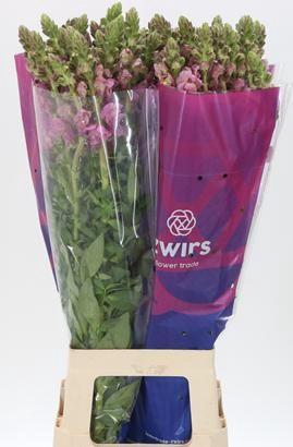 <h4>ANTIR POTO LAVEND</h4>