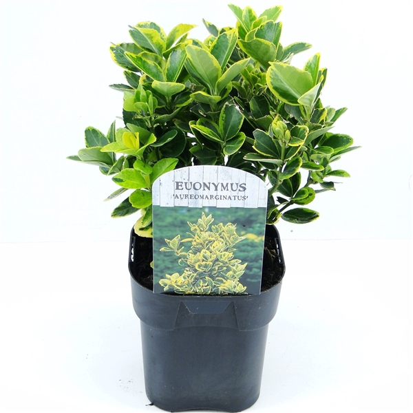 <h4>Euonymus jap. Aureomarginatus</h4>