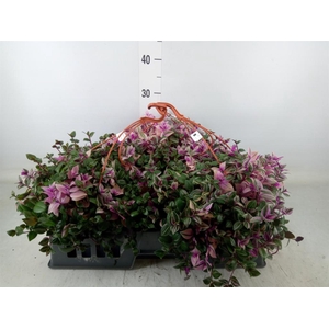 Tradescantia flum. 'Quadricolor'