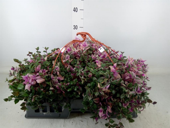 <h4>Tradescantia flum. 'Quadricolor'</h4>