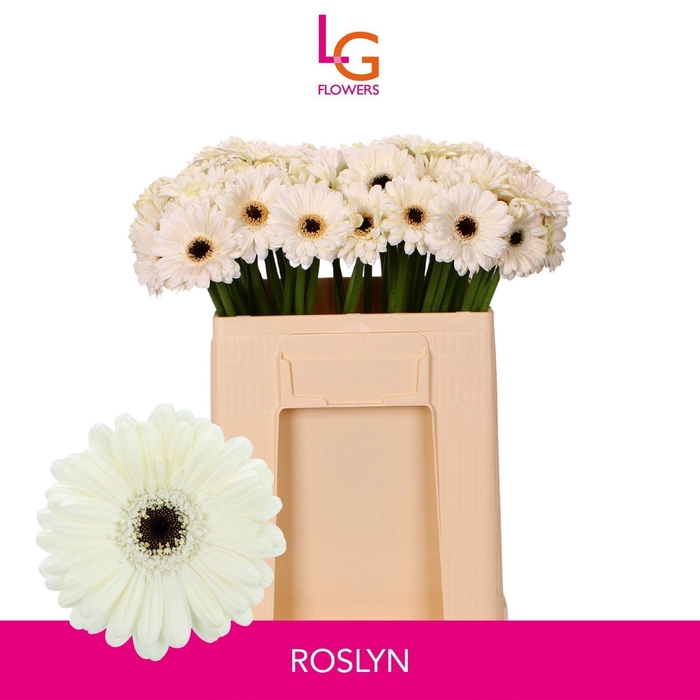 <h4>GERMINI ROSLYN GE MI ROSLYN</h4>