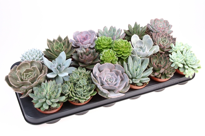 <h4>Echeveria mix</h4>