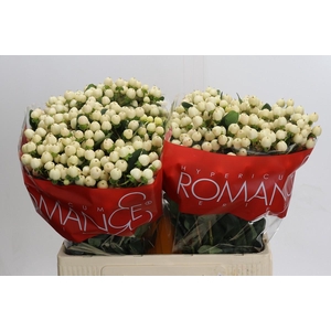 Hypericum Cool Romance