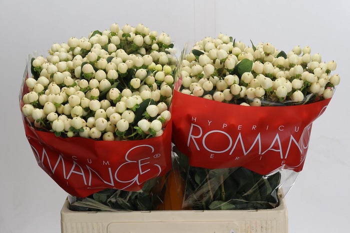 <h4>Hypericum Cool Romance</h4>