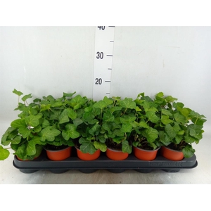 Hedera helix 'Wonder'