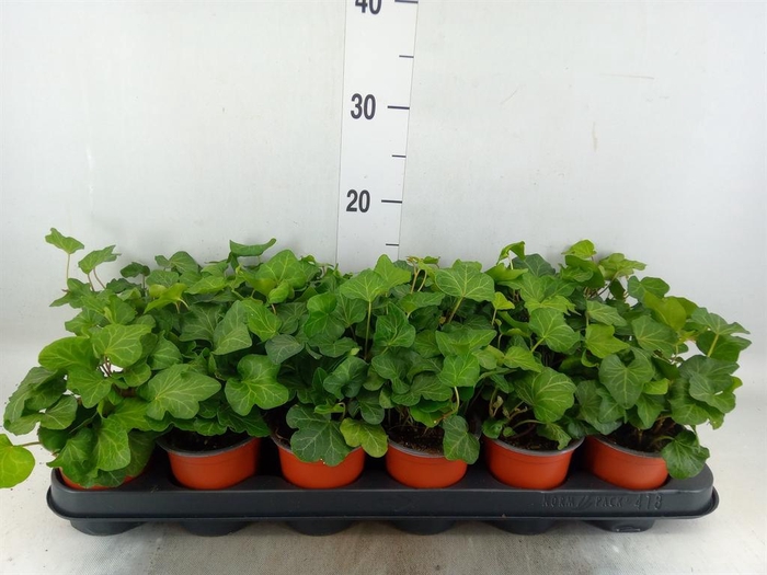 <h4>Hedera helix 'Wonder'</h4>