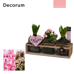 Calandiva & Hyacint TriPlant HL25074PP [TENDER])