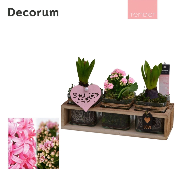 <h4>Calandiva & Hyacint TriPlant HL25074PP [TENDER])</h4>