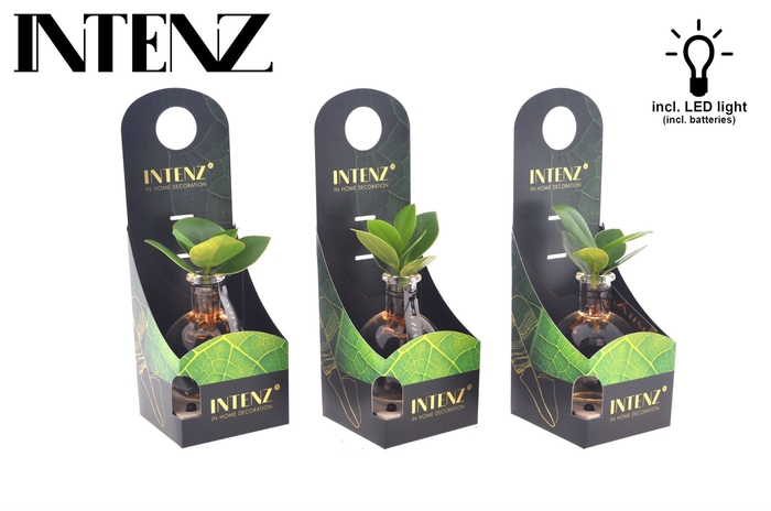 Clusia rosea Princess