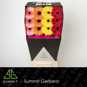Gerbera Mix Spring Diamond per kaart