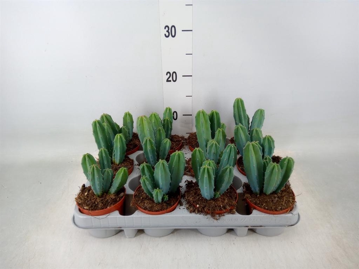 <h4>Cereus   ...</h4>