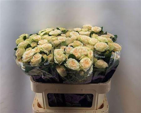 <h4>R TR SUMMERROSE</h4>