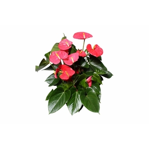 Anthurium XL.31 Arisa Pink, pot 17cm