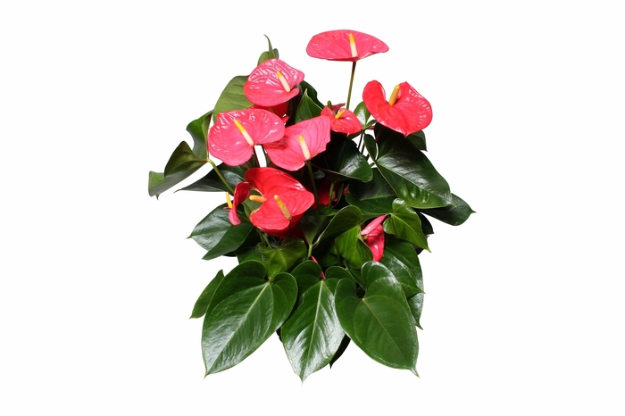 <h4>Anthurium XL.31 Arisa Pink, pot 17cm</h4>