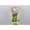 Zantedeschia Eydolls Purple White