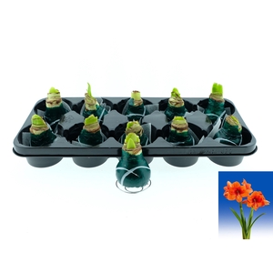 BLOEMBOL HIPPEASTRUM