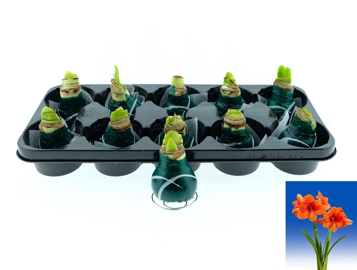 <h4>BLOEMBOL HIPPEASTRUM</h4>