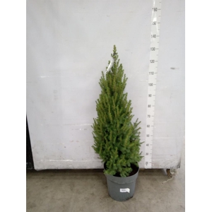 Picea glauca 'Conica'