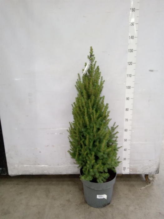 <h4>Picea glauca 'Conica'</h4>