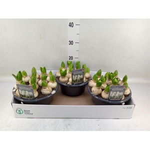 Hyacinthus orie. 'Pearl White'