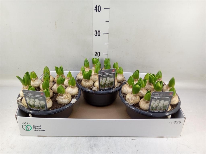 <h4>Hyacinthus orie. 'Pearl White'</h4>