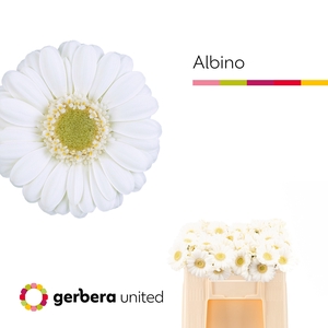GE MI ALBINO