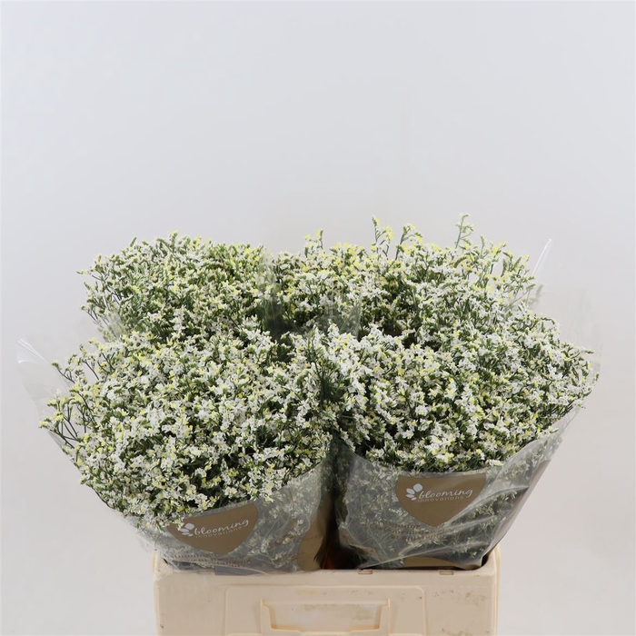 <h4>Limonium Sinense China White</h4>