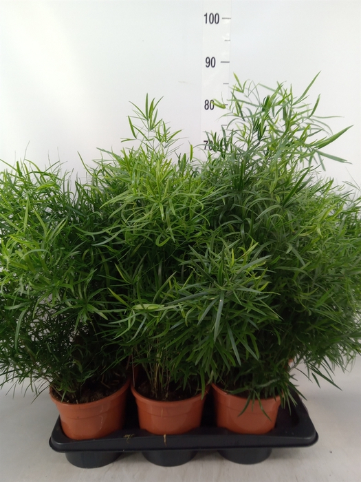<h4>Asparagus falcatus</h4>