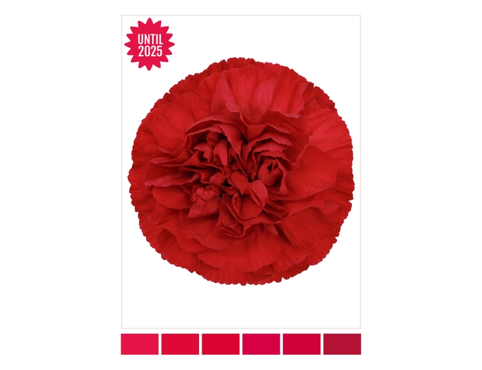<h4>DI ST RED VIRGILIO</h4>