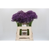 Allium Jackpot