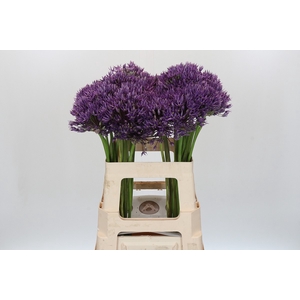 Allium Jackpot
