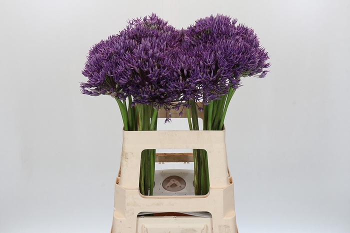 Allium Jackpot