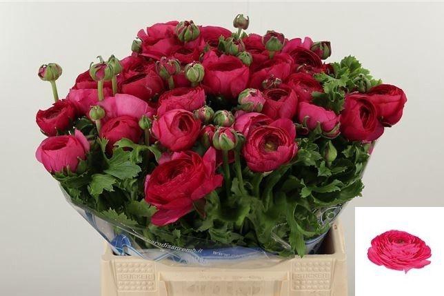 <h4>RAN SU FLASH</h4>